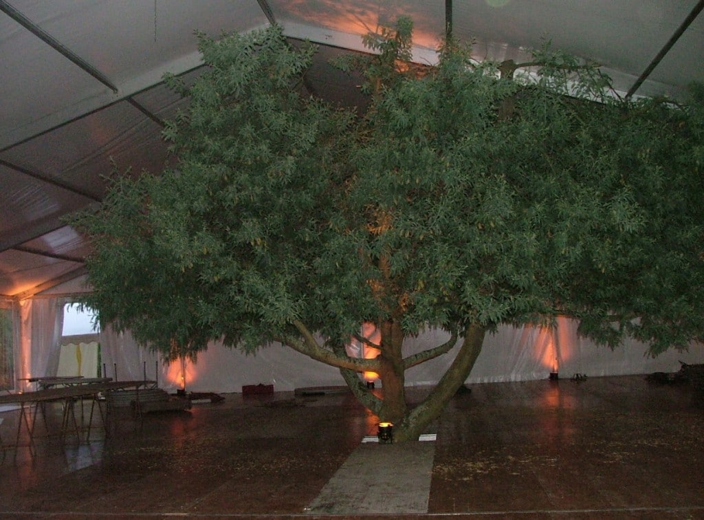 stand-arbre